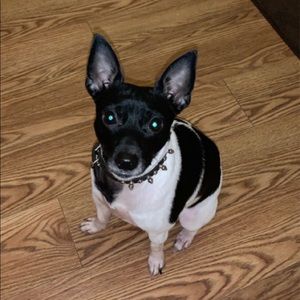 Meet your Posher, Mikey